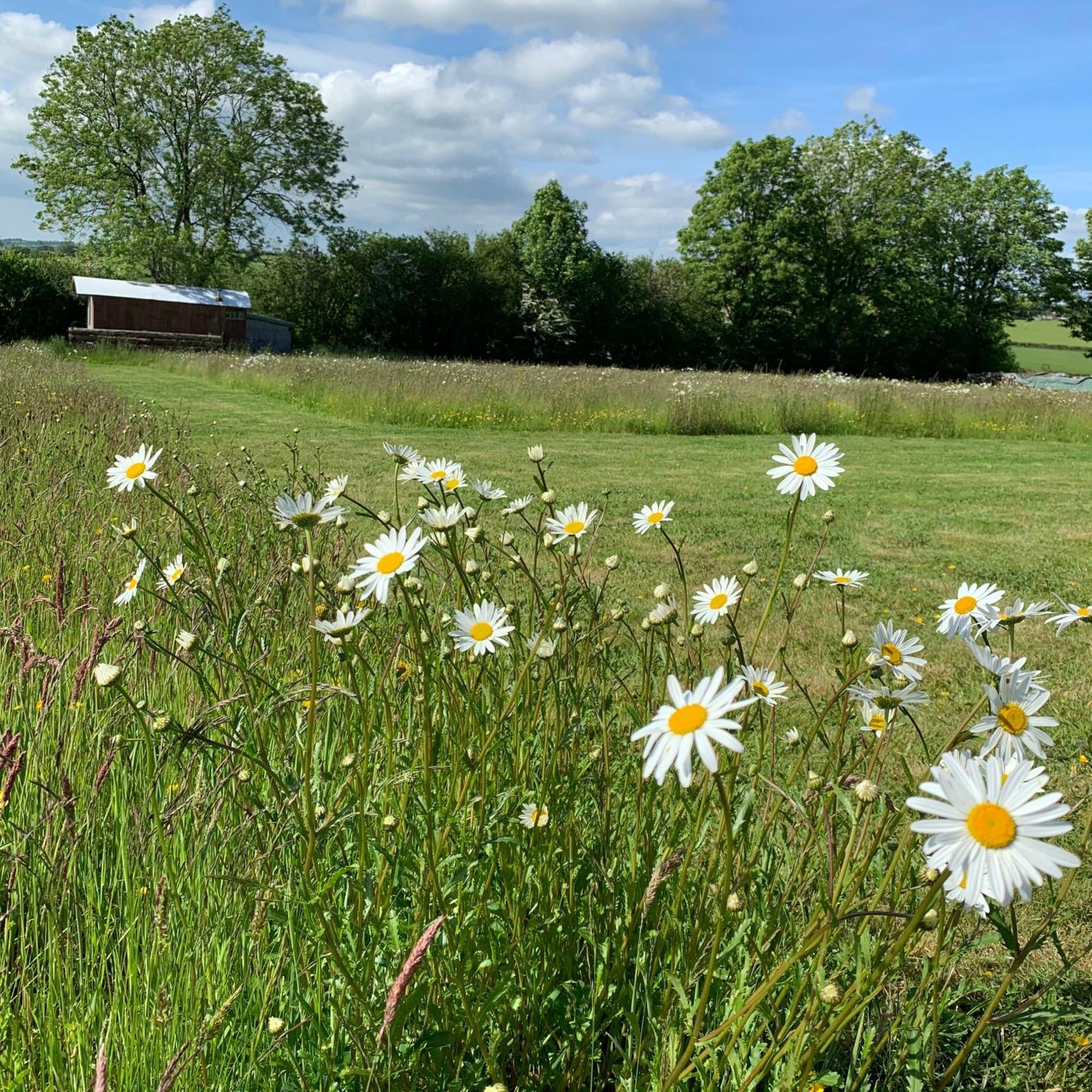 Hotel Ceridwen Glamping, double decker bus&Yurts Llandysul Exterior foto